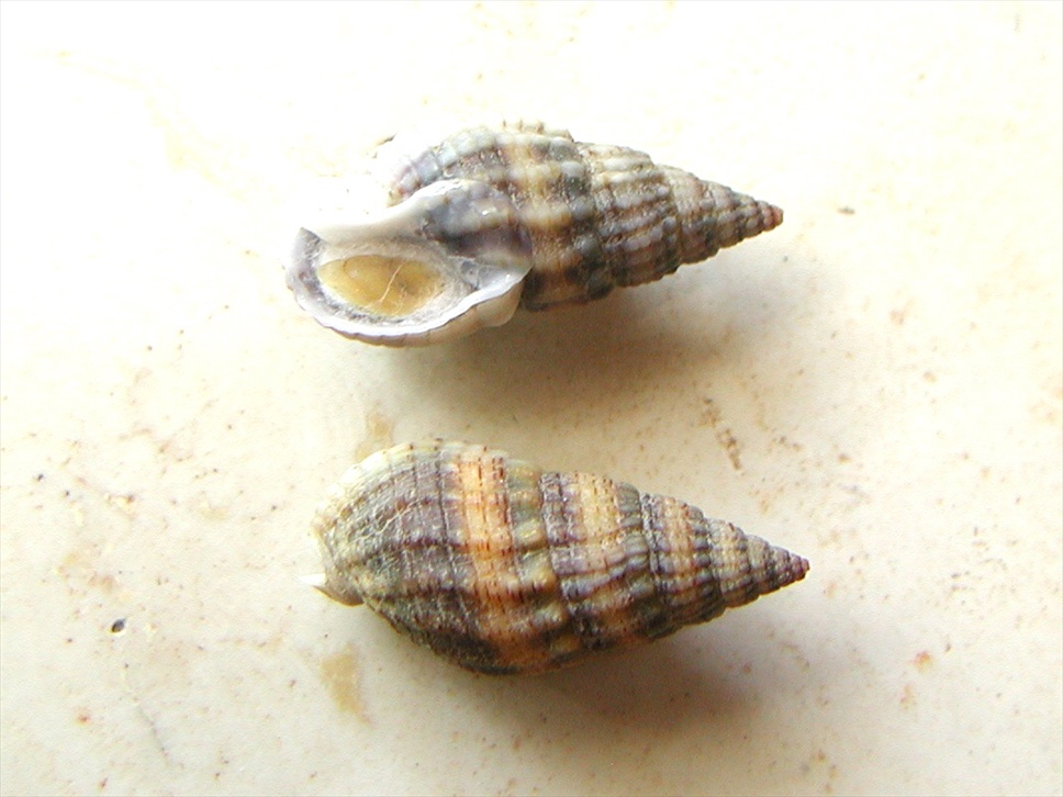 Nassariidae nel Mediterraneo